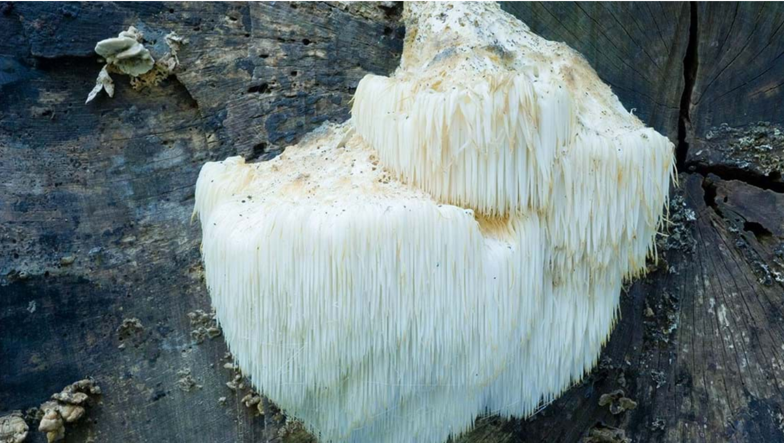 Hericium erinaceus