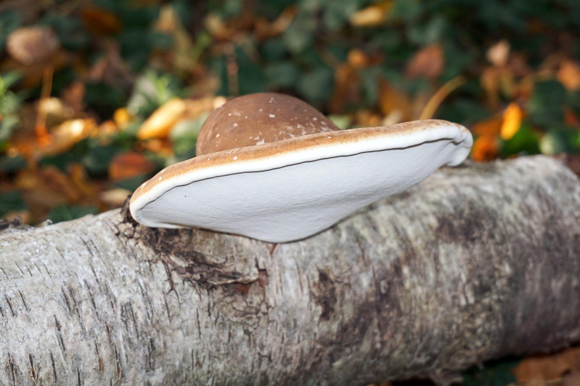 Piptoporus betulinus