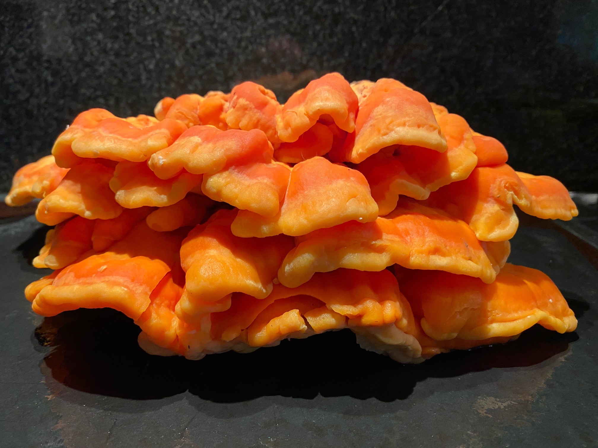 Laetiporus sulphureus