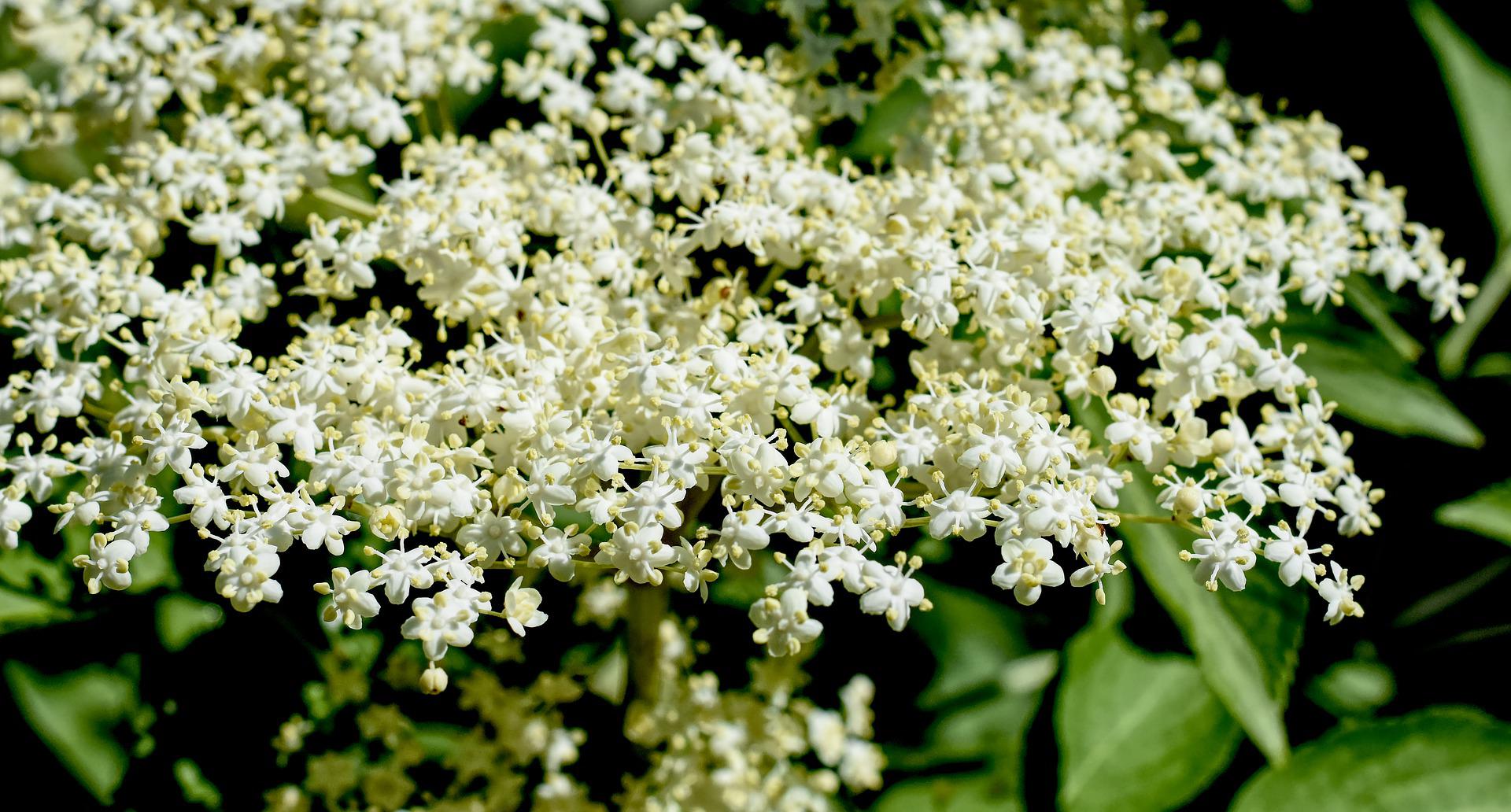 Sambucus nigra