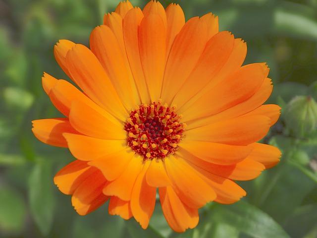 Calendula officinalis
