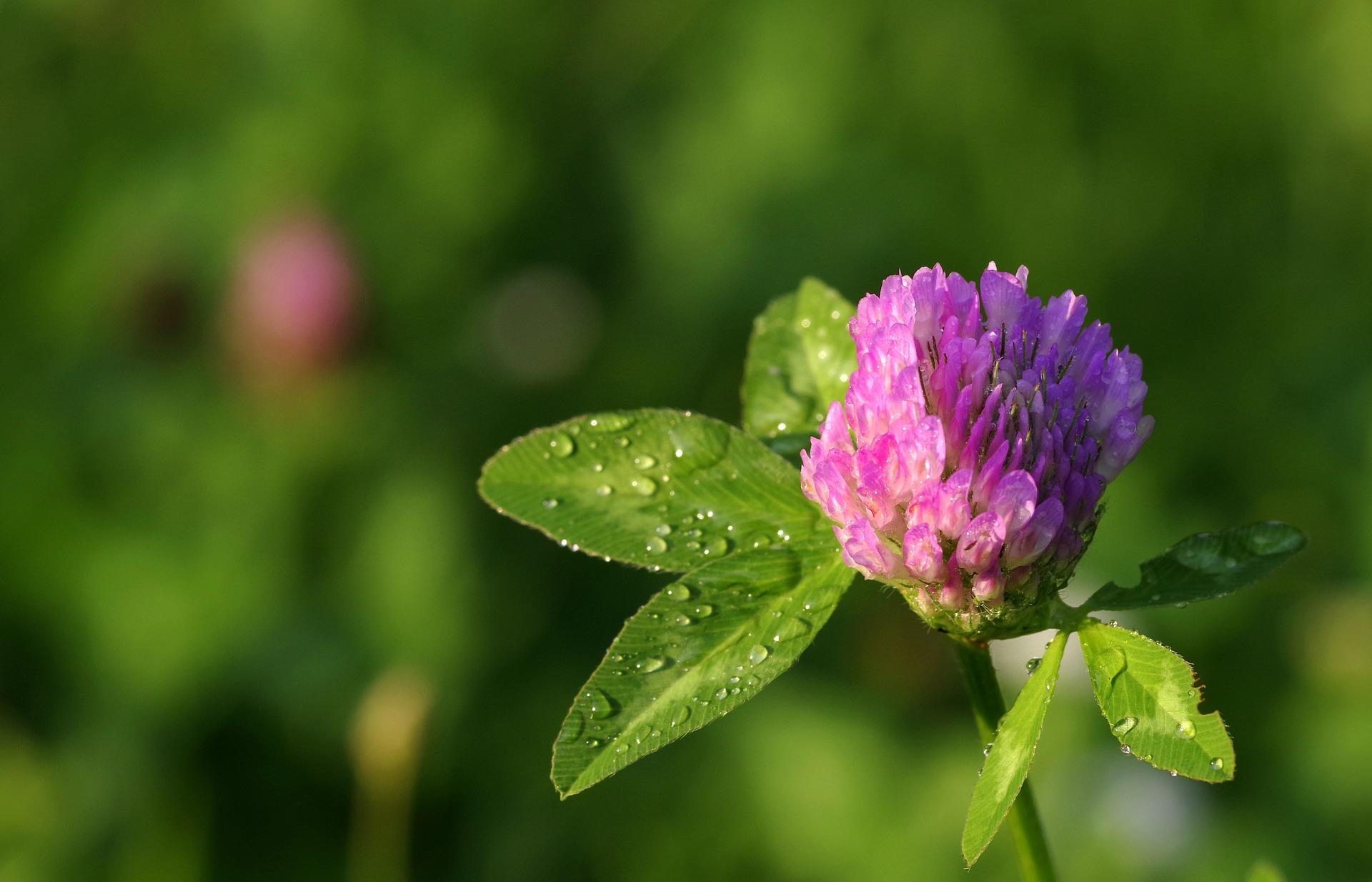 Trifolium pratense