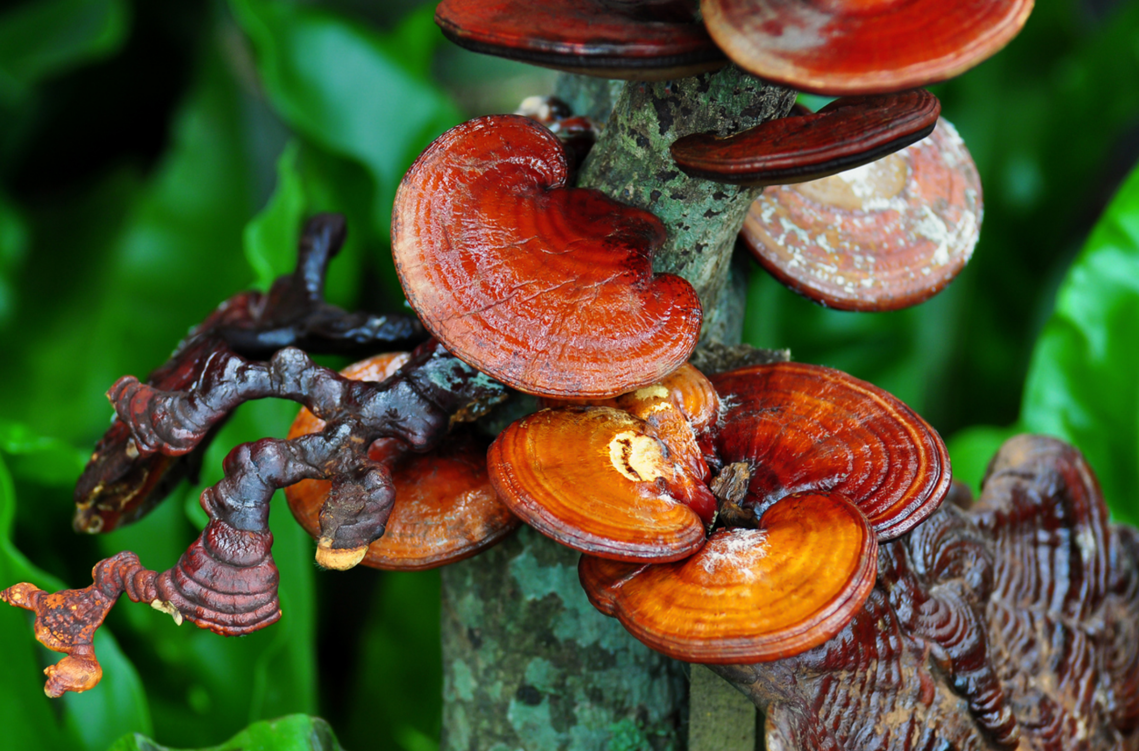 Ganoderma lucidum